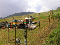 Mit Elektrozaun geschützter Bienenstand © M.Veneziani